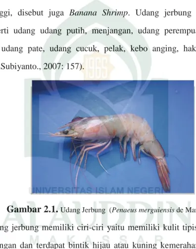 Gambar 2.1. Udang Jerbung  (Penaeus merguiensis de Man)  (Kusrini., 2011)