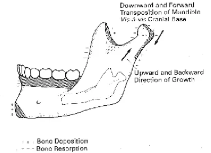 Gambar 2.6 Arah pertumbuhan mandibula (Sperber, 2001)