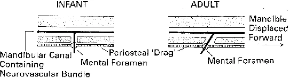 Gambar 2.8 Perubahan letak foramen mandibula (Sperber, 2001)