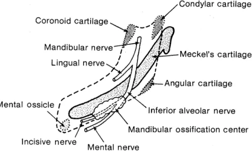 Gambar 2.7 Pembentukan Foramen Mentalis (Sperber, 2001)