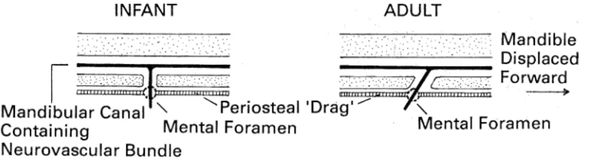 Gambar 2.9 Perubahan Letak Foramen Mandibula (Sperber, 2001)