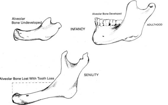 Gambar 2.10 Letak Foramen Mentalis pada Bayi, Remaja dan Orang Tua (Sperber, 2001)