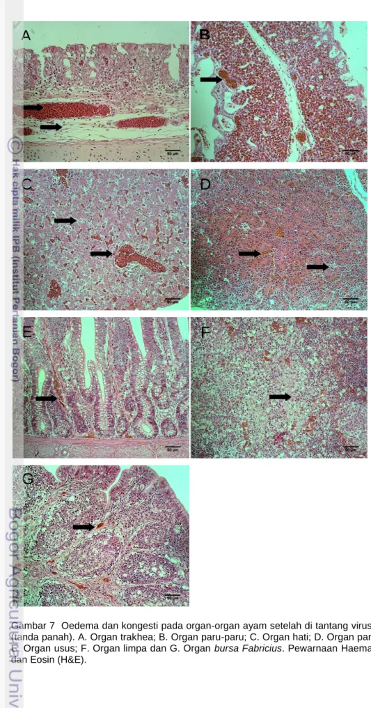 Gambar 7 Oedema dan kongesti pada organ-organ ayam setelah di tantang virus H5N1 (tanda panah)