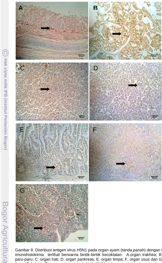 Gambar 8 Distribusi antigen virus H5N1 pada organ ayam (tanda panah) dengan metode imunohistokimia    terlihat  berwarna  bintik-bintik  kecoklatan