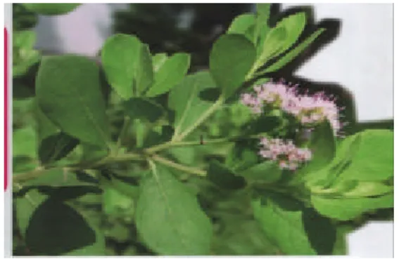 Gambar  2. Tanaman beluntas (Plucea indica Less) (Asiamaya  2008). 