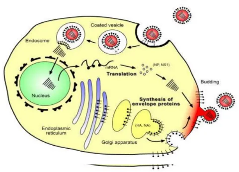Gambar 3 berikut ini mendeskripsikan siklus replikasi virus ke sel. 