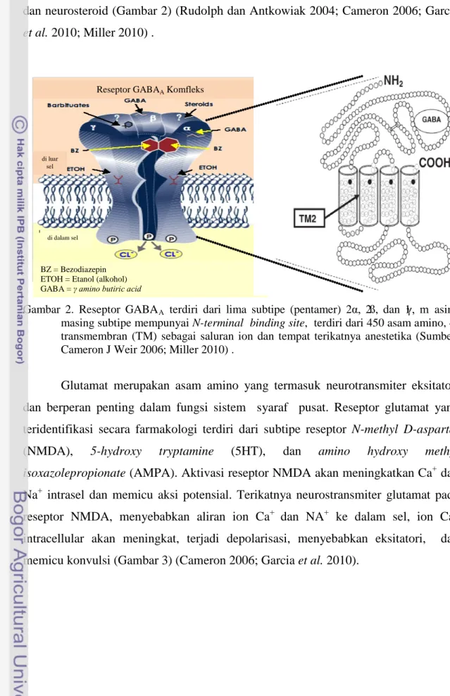 Gambar  2.  Reseptor GABA A   terdiri dari lima subtipe (pentamer) 2 α,  2ß, dan 1γ,  m asing  masing subtipe mempunyai N-terminal  binding site,  terdiri dari 450 asam amino,  4-transmembran (TM) sebagai saluran ion  dan tempat terikatnya anestetika  (Sum