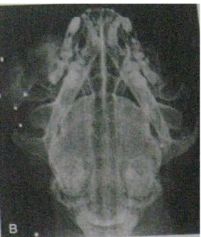 Gambar 3. Contoh rontgent ventrodorsal  