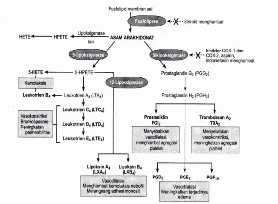 Gambar 3. Pembentukan metabolit asam arakidonat dan peranan dalam  inflamasi. (Sumber : Robbins, 2004) 
