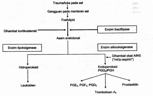 Gambar 4. Biosintesis Prostaglandin  (Sumber: Wilmana, 2007) 