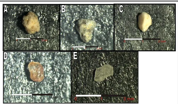 Gambar  7.    Mineral  Ringan  pada  Andisol  yang  Berkembang  dari  Hasil  Erupsi  G