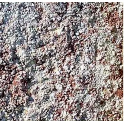 Gambar 3.8 Batuan calcarenite.