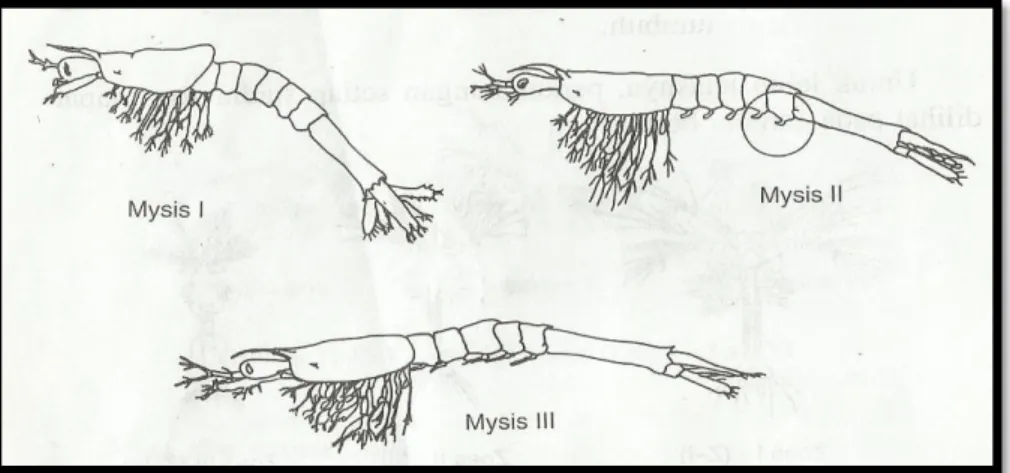 Gambar 5  Fase Perkembangan Stadia Mysis I s/d III   4.  Stadia Post Larva  