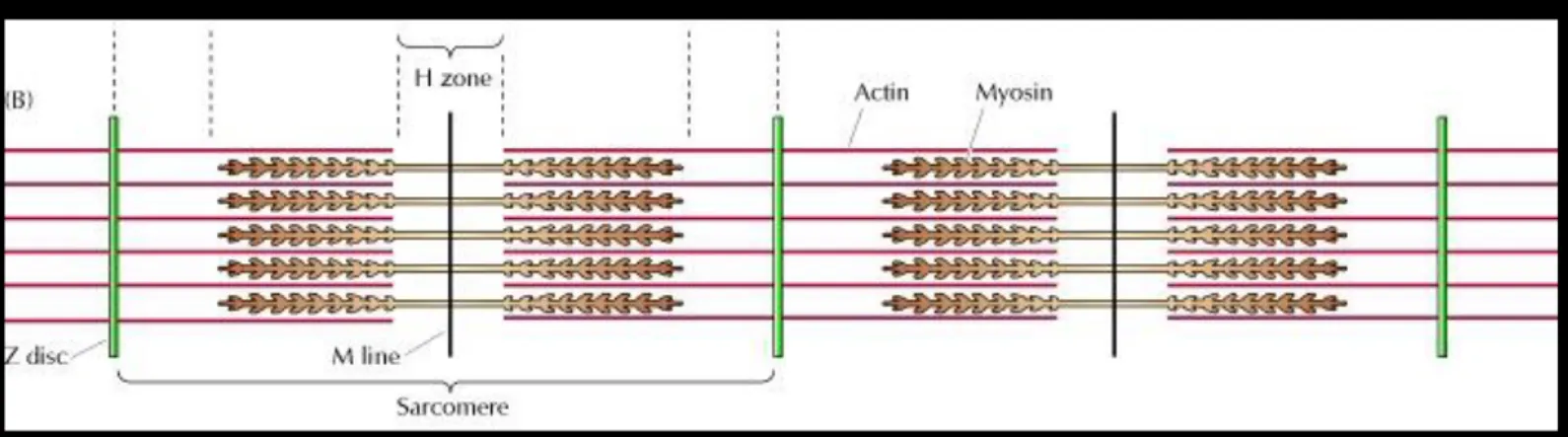 Diagram showing the organization of actin (thin) and myosin (thick) filaments in  the indicated regions.