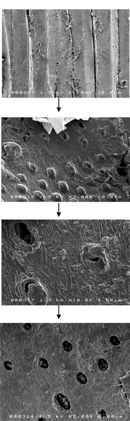 Gambar 2. Proses pembentukan pori pada aktivasi arang serbuk gergaji   Figure 2. Formation of pores in the sawdust charcoal during its activation process 