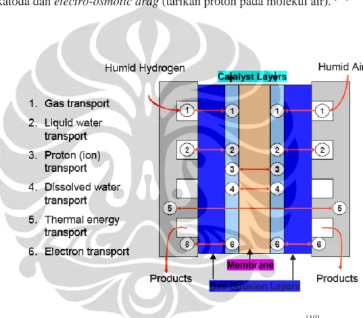 Gambar 2.4. Proses Transport dalam PEMFC  [10]