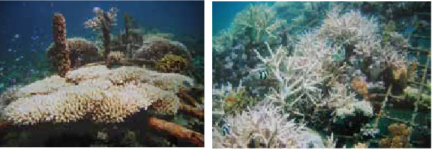 Foto 4. Terumbu karang yang sudah direstorasi sebagai daya tarik  ekowisata.