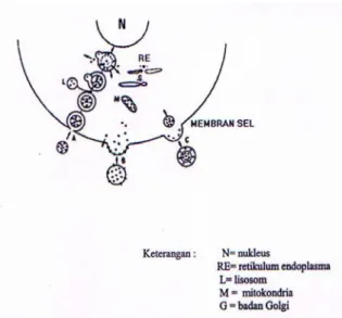 Gambar 3. Kemungkinan mekanisme interaksi sel dengan  liposom 5