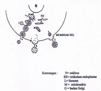 Gambar 3. Kemungkinan mekanisme interaksi sel dengan liposom5