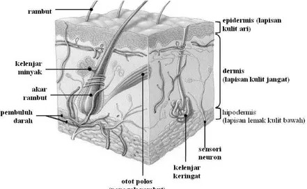 Gambar 1. Struktur Kulit Manusia  (Wasitaatmadja, 1997)  3.  Lapisan Subkutan Berlemak (hypodermis) 