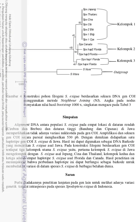 Gambar 4 Konstruksi pohon filogeni  S. exigua berdasarkan sekuen DNA gen COI 