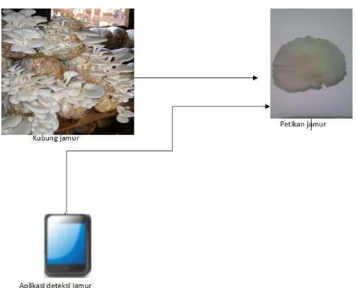 Gambar 3.3  proses pengambilan gambar jamur 