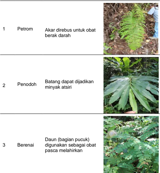 Tabel 4.2. Potensi Hasil Hutan Bukan Kayu di Desa Panaan 