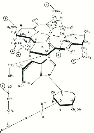 Gambar 1.1   Struktur molekul sianokobalamin (Connors dkk., 1992). 