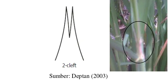 Gambar 1 Ilustrasi bentuk lidah daun 2-cleft (kiri) dan lidah daun galur HR-1-12-