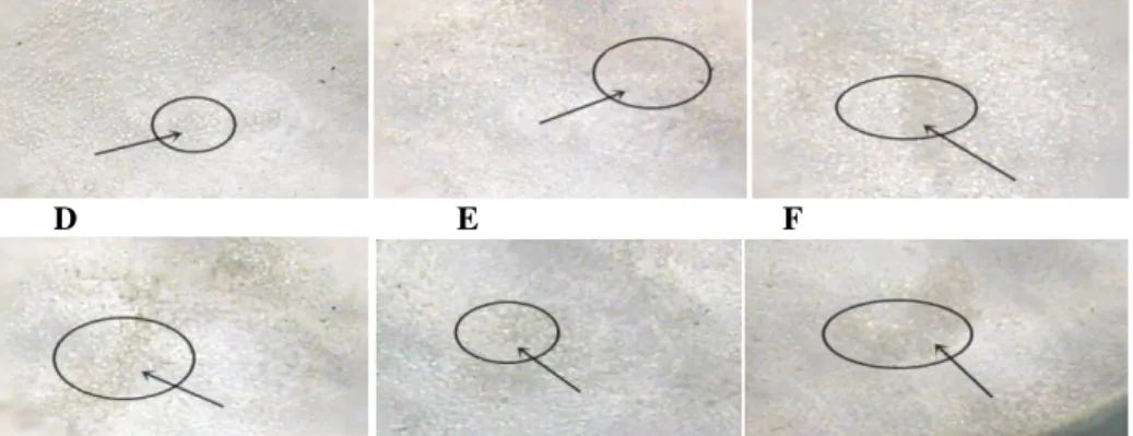 Gambar 1.  Perbedaan proliferasi sel limfosit mencit galur swiss secara in vitro setelah 48 jam              Keterangan: 