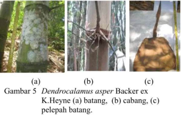 Gambar 4 Bambusa vulgaris var. striata (Lodd. ex Lindl.)  Gamble  (a)batang, (b)cabang, (c)pelepah  batang.
