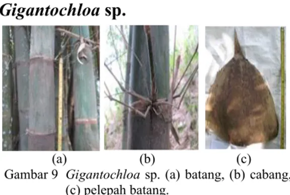 Gambar 7 Gigantochloa atter (Hassk.) Kurz  (a)batang,  (b) cabang, (c) pelepah batang.