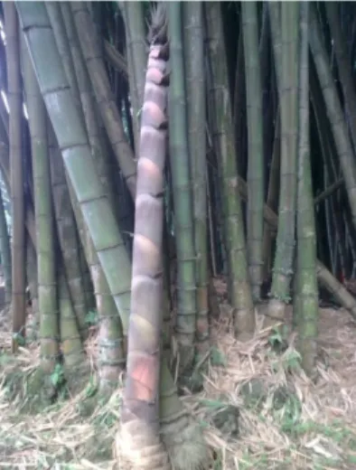 Gambar   11  Rebung bambu sembilang yang akan menjadi buluh    (Gambar diambil di Kebun Raya Bogor) 