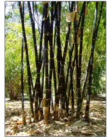 Gambar 4  Bambu Hitam (G. atroviolaceae) (Sumber :Gigantochloa  atroviolaceae 1991) 
