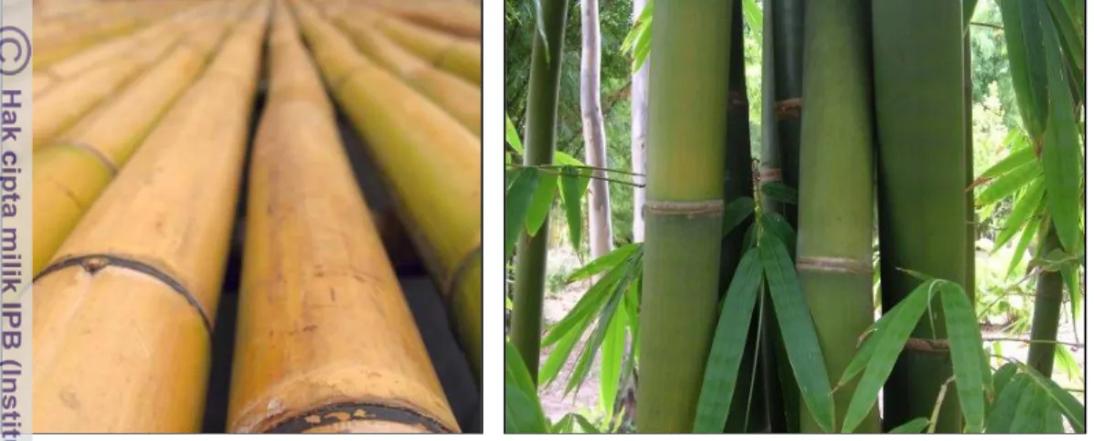 Gambar 5 Bambu Temen (Sumber: Gigantochloa Awi Temen 1991) 