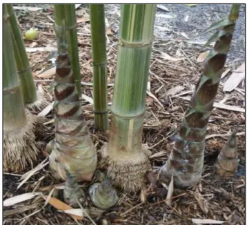 Gambar 7  Morfologi  Rebung  Bambu  Gombong(G.  pseudoarundinacea)  (sumber: Gigantochloa pseudoarundinacea 1991 ) 