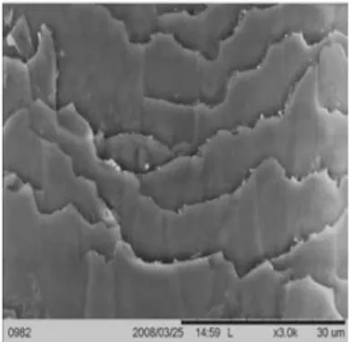 Gambar 2.6 Mikrograf Scanning Electron Microscopy (SEM) kutikula rambut  dengan 3000 kali perbesaran (Barel, dkk., 2009)