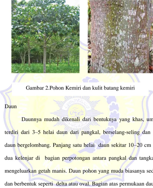 Gambar 2.Pohon Kemiri dan kulit batang kemiri 