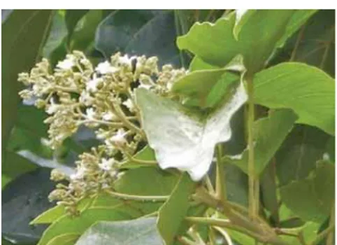 Gambar 4. Mahkota bunga pohon kemiri yang berwarna putih  d.  Buah kemiri 
