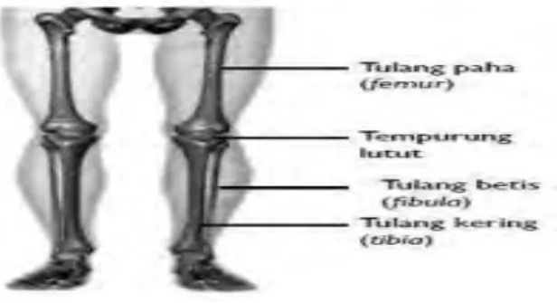 Gambar 1. Tulang anggota badan bawah