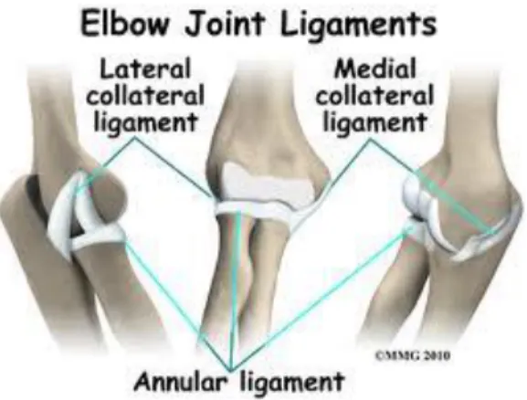 Gambar 3 Ligamentum Sendi Siku 