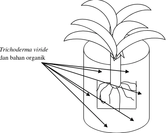 Gambar 2. Aplikasi Trichoderma viride di  pembibitan. Sebanyak 10 g preparasi T. viride  diaplikasikan di rizosfer tanaman pisang yang berumur 2 minggu