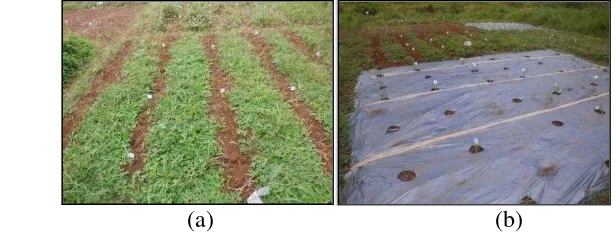 Gambar 1   Alur tanam pada perlakuan biomulsa (a) Lubang tanam pada perlakuan MPHP (b) pada penanaman jagung manis  