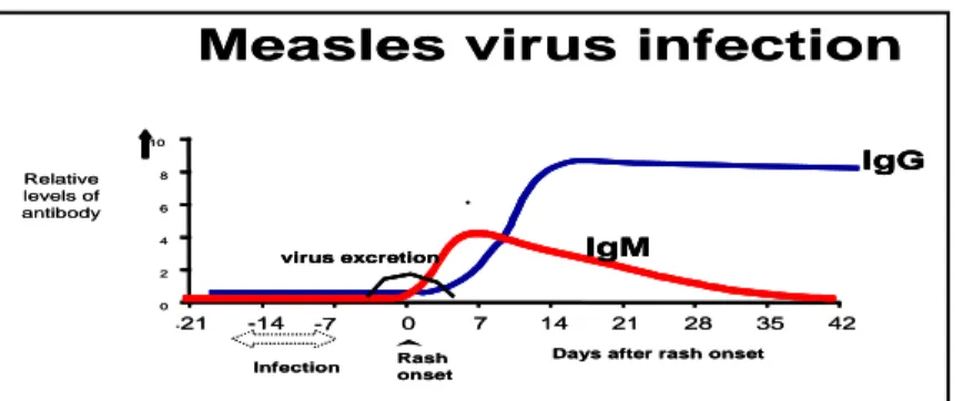 Gambar 1. Patogenesis Virus Campak 2.2.3. Penularan