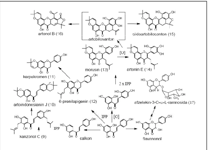 Gambar 5.  Tahap pertama biosintesis flavonoid (Achmad, 1986). 