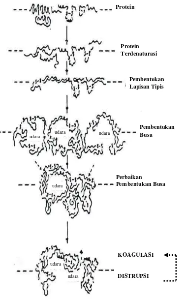 Gambar 2.  Mekanisme Pembentukan Busa          Sumber : Cherry dan McWaters ,1981  