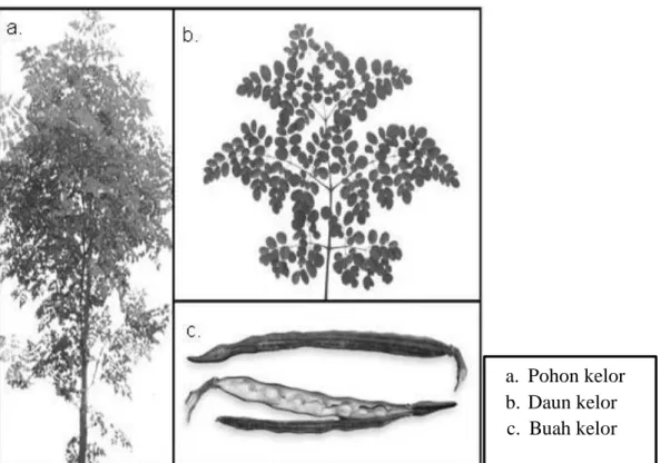 Gambar 1.Pohon Kelor 
