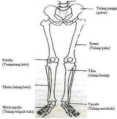 Gambar 3. Tulang-Tulang Pembentuk Tungkai.                          Pate, (1993)  