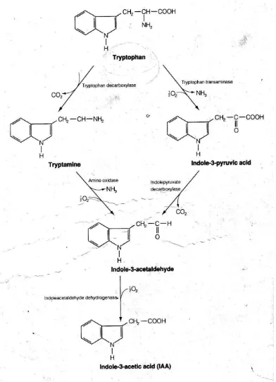 Gambar 7. Skema lintasan biosintesis IAA dari triptofan 