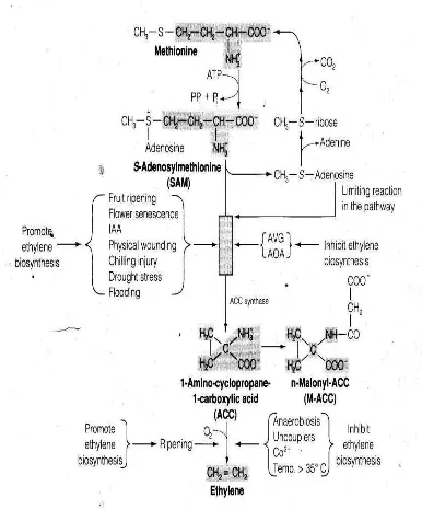 Gambar 8. Skema lintasan biosintesis etilen 